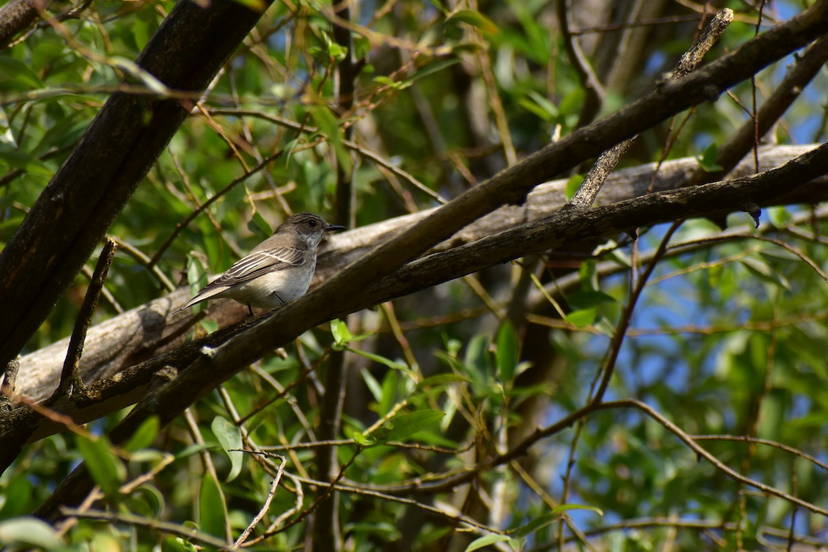 Spotted Flycatcher - ML641350609