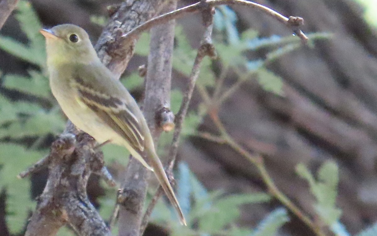 Western Flycatcher - ML641350610