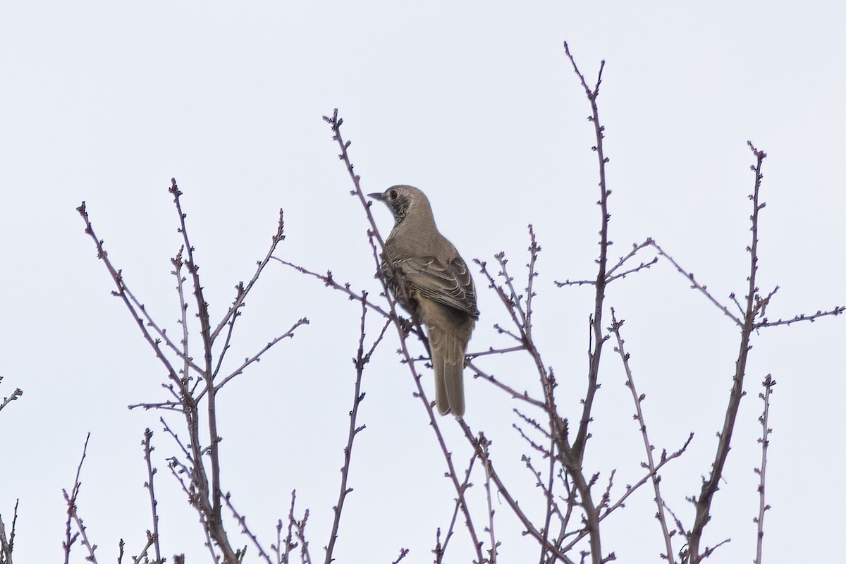 Mistle Thrush - ML641350664