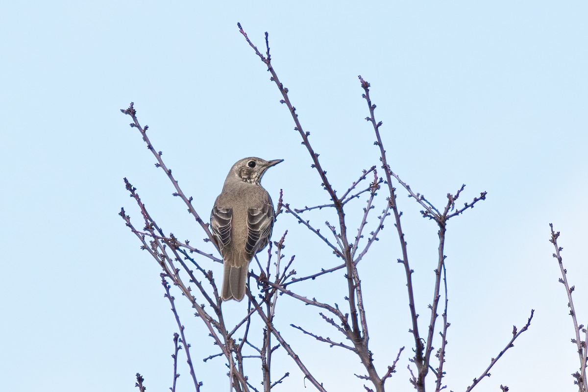 Mistle Thrush - ML641350665