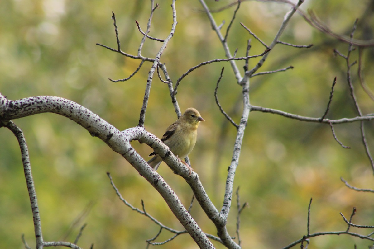 American Goldfinch - ML641350729