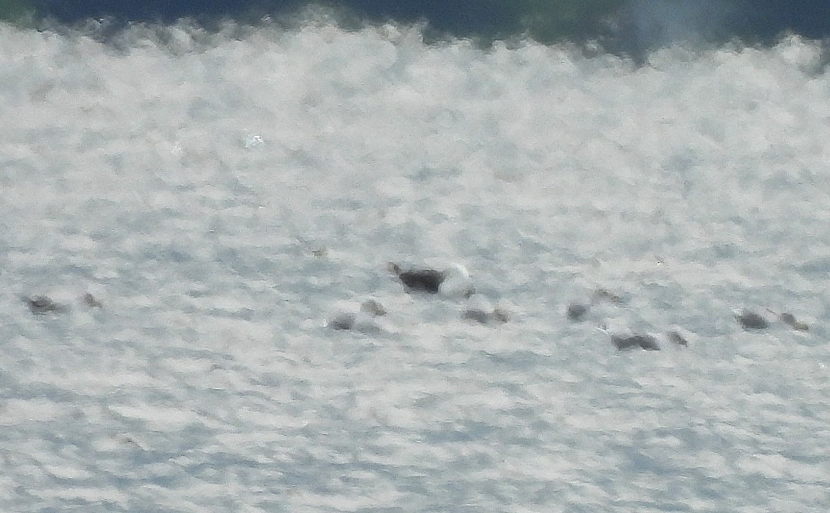 Great Black-backed Gull - ML641350730