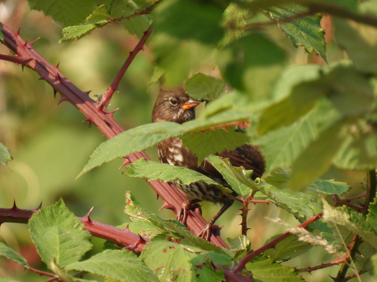 Fox Sparrow - ML641350745