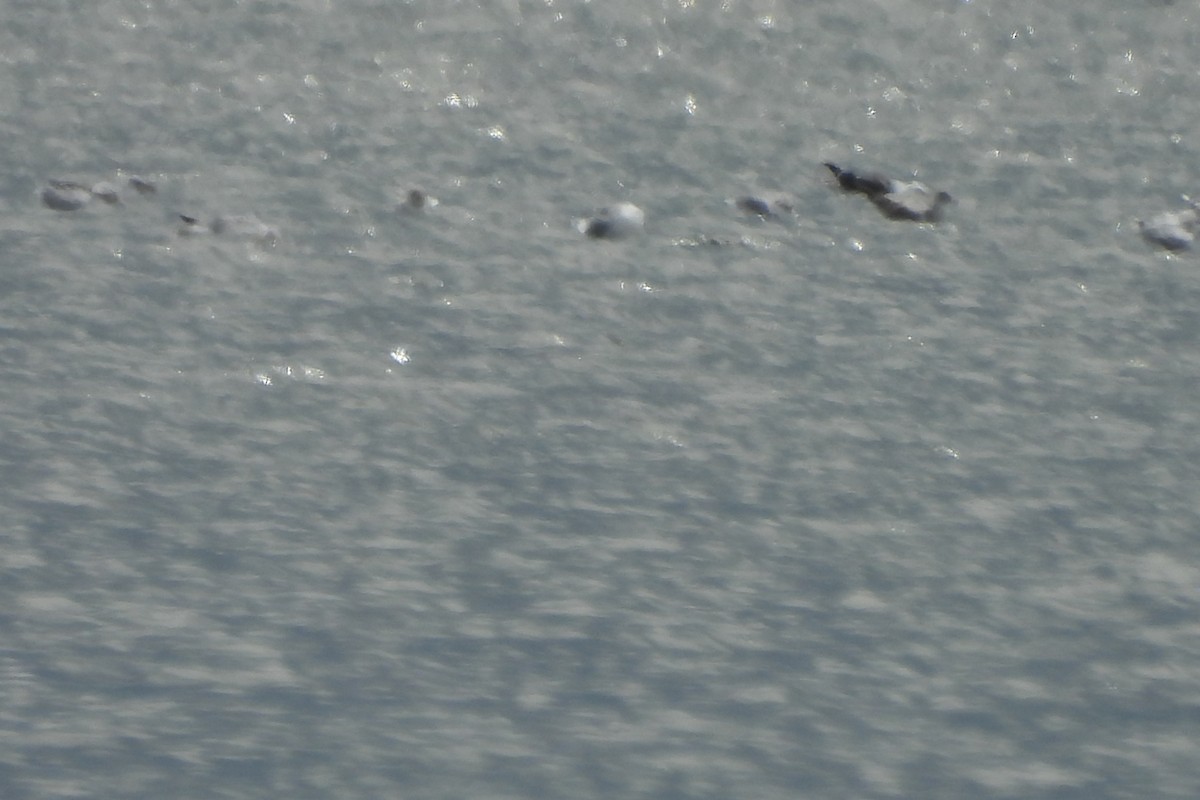 Great Black-backed Gull - ML641350746