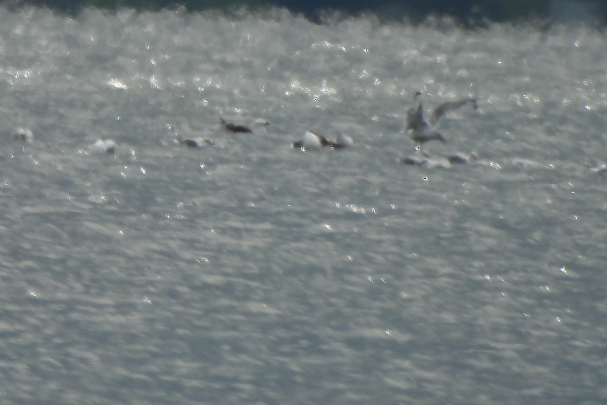 Great Black-backed Gull - ML641350780