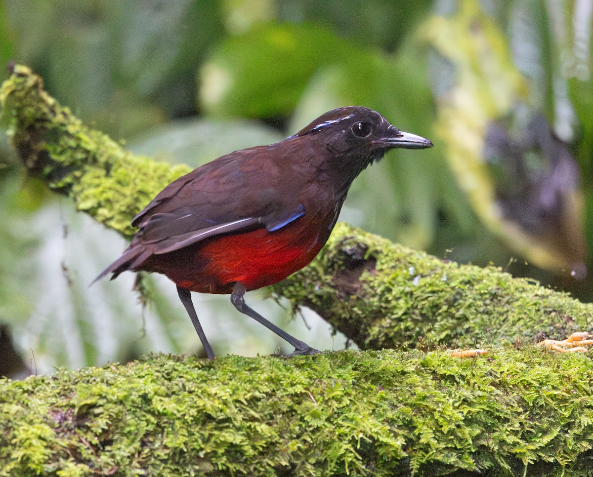 Graceful Pitta - ML641350797