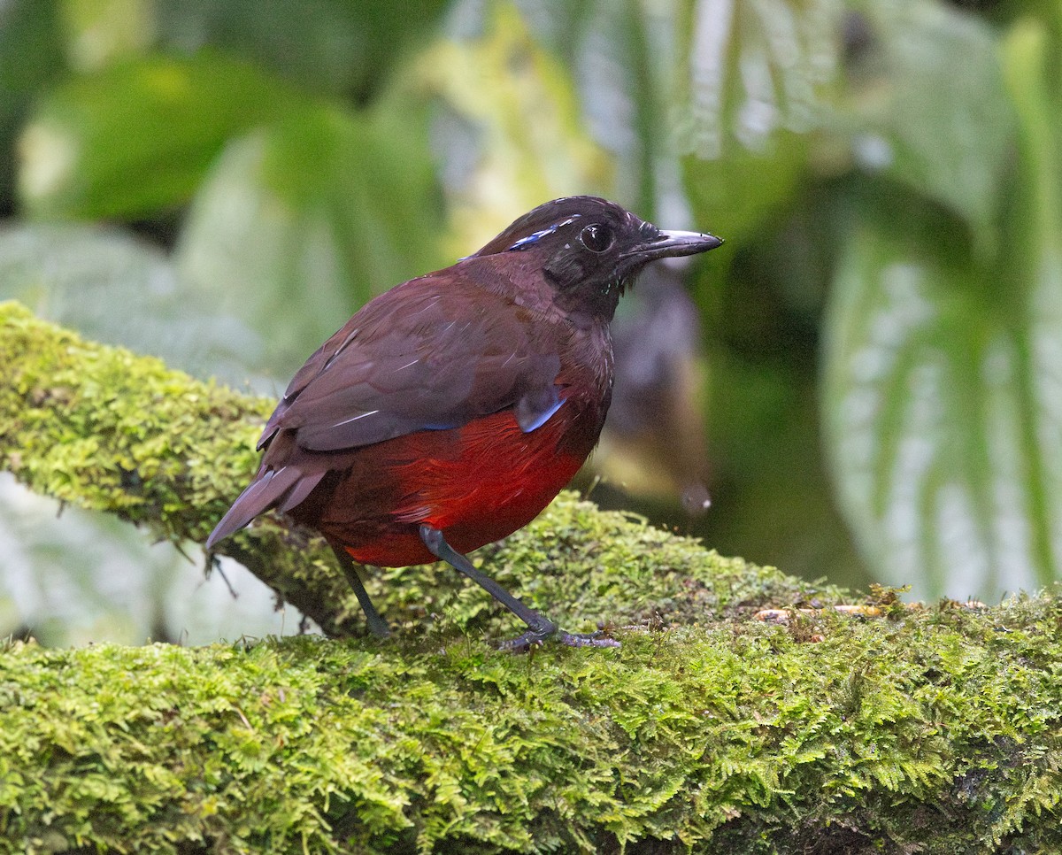 Graceful Pitta - ML641350798