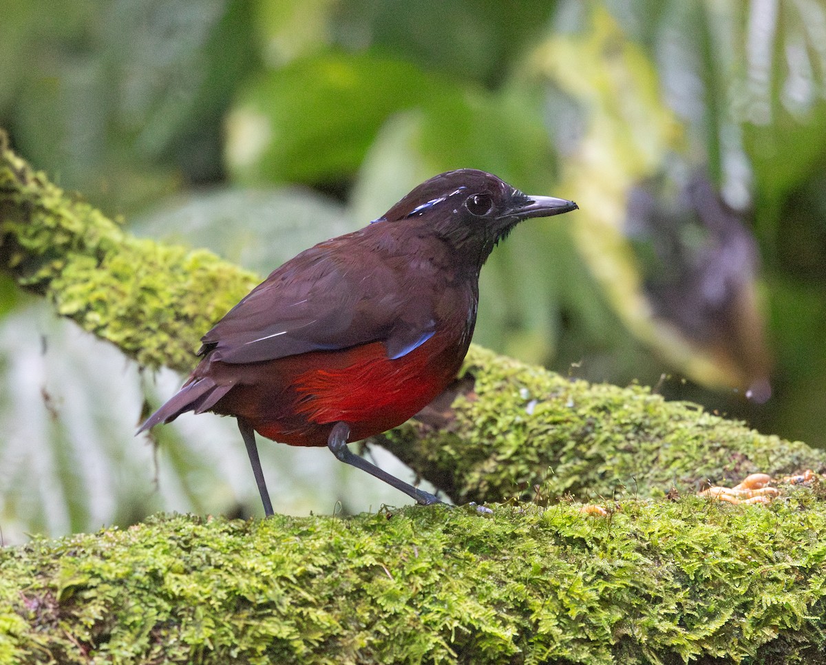 Graceful Pitta - ML641350799