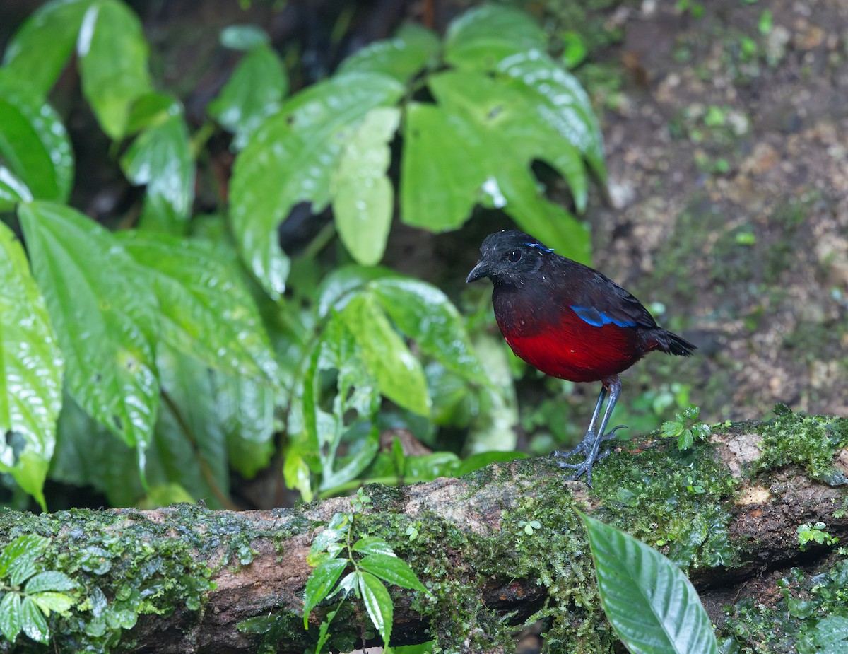 Graceful Pitta - ML641350824