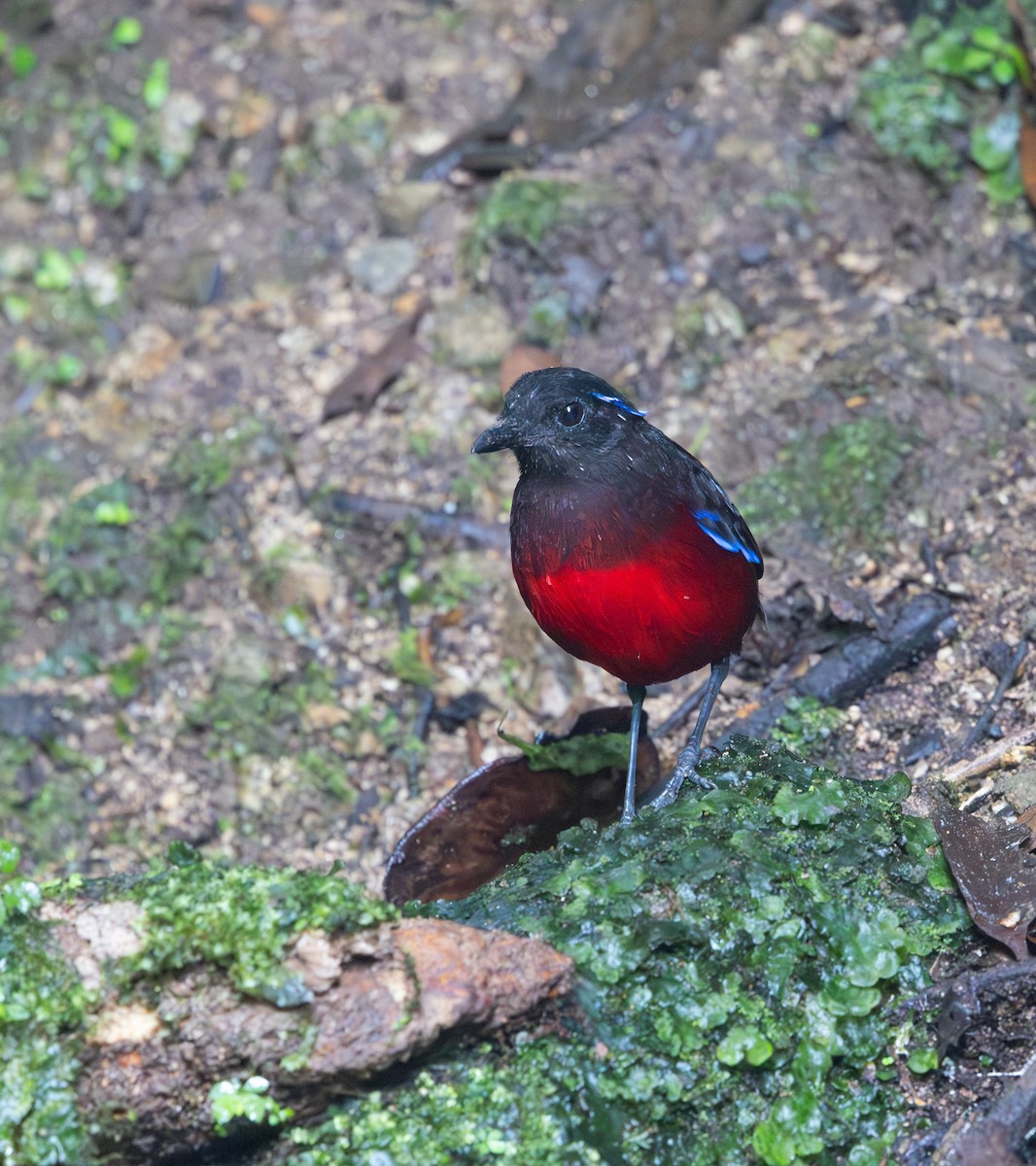 Graceful Pitta - ML641350825