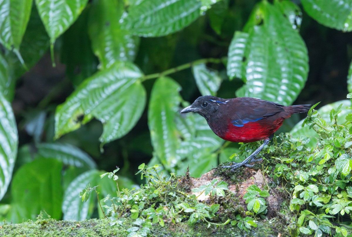 Graceful Pitta - ML641350827