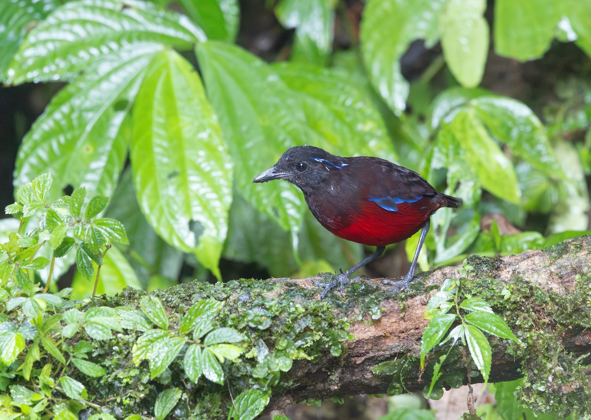 Graceful Pitta - ML641350853
