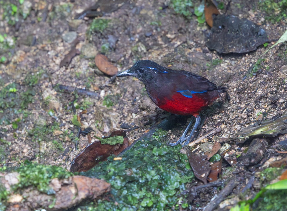 Graceful Pitta - ML641350854