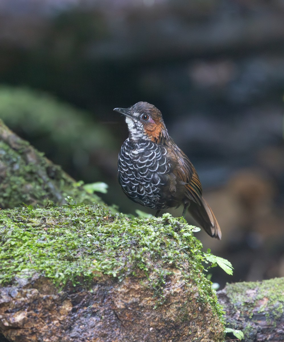 Ratina Jaspeada - ML641350858