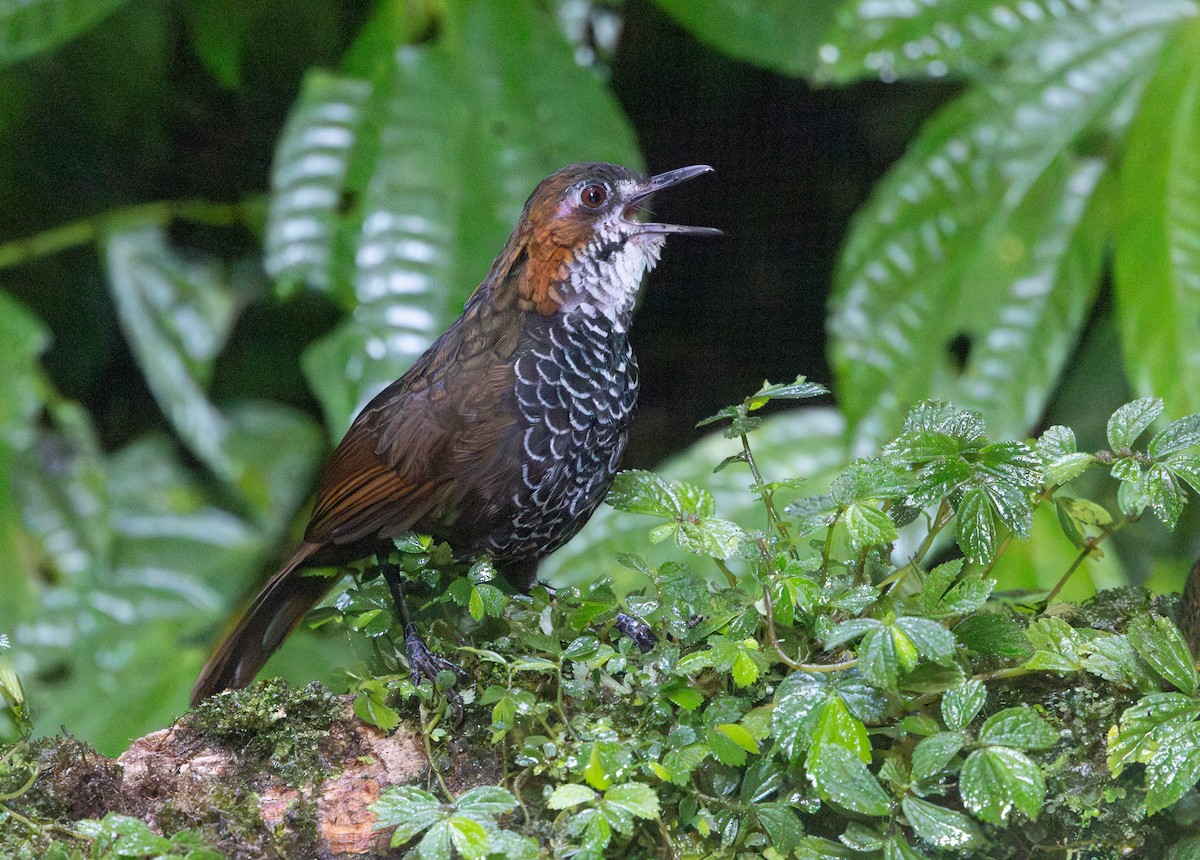 Ratina Jaspeada - ML641350865