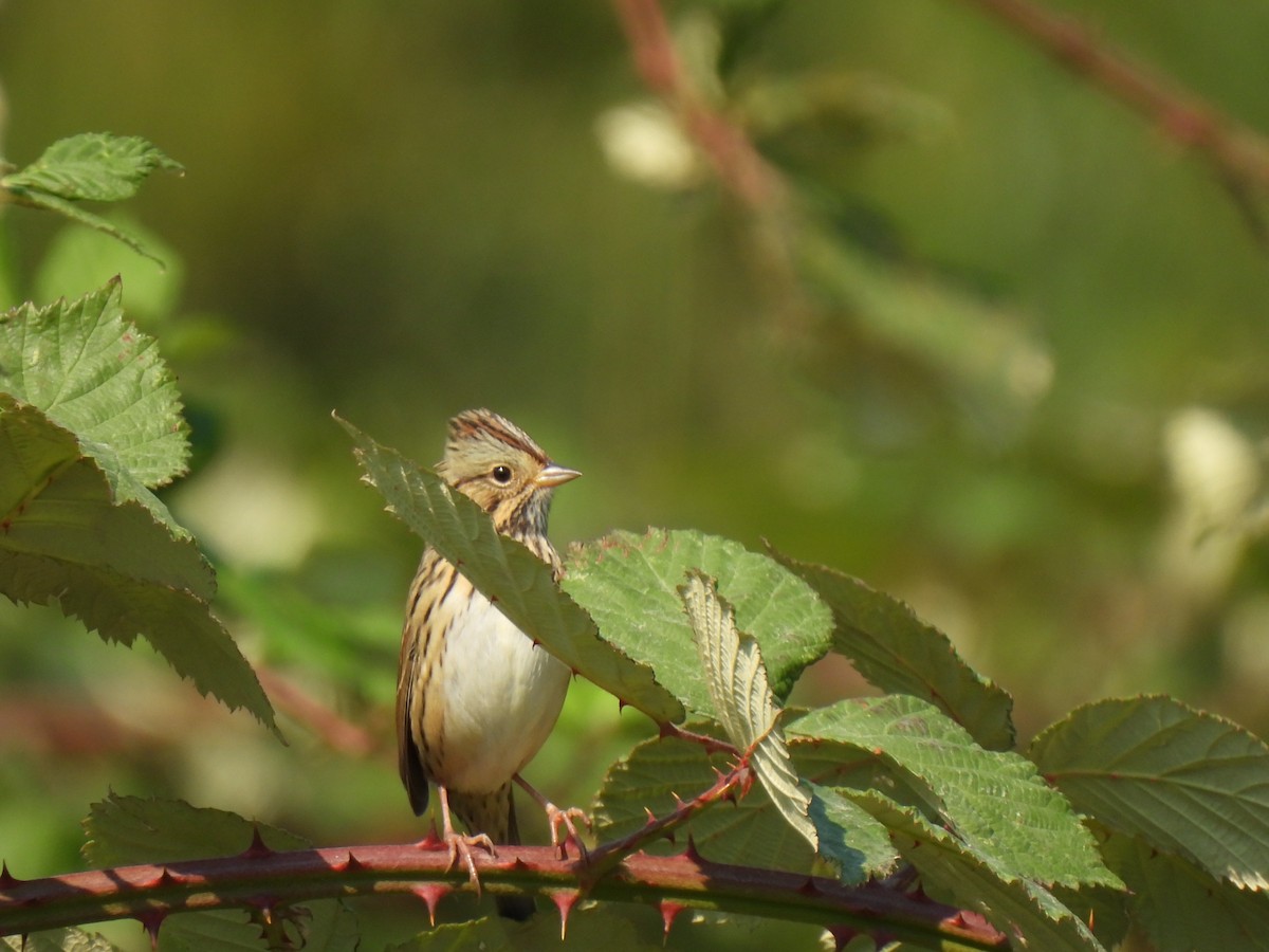 Lincoln's Sparrow - ML641350892