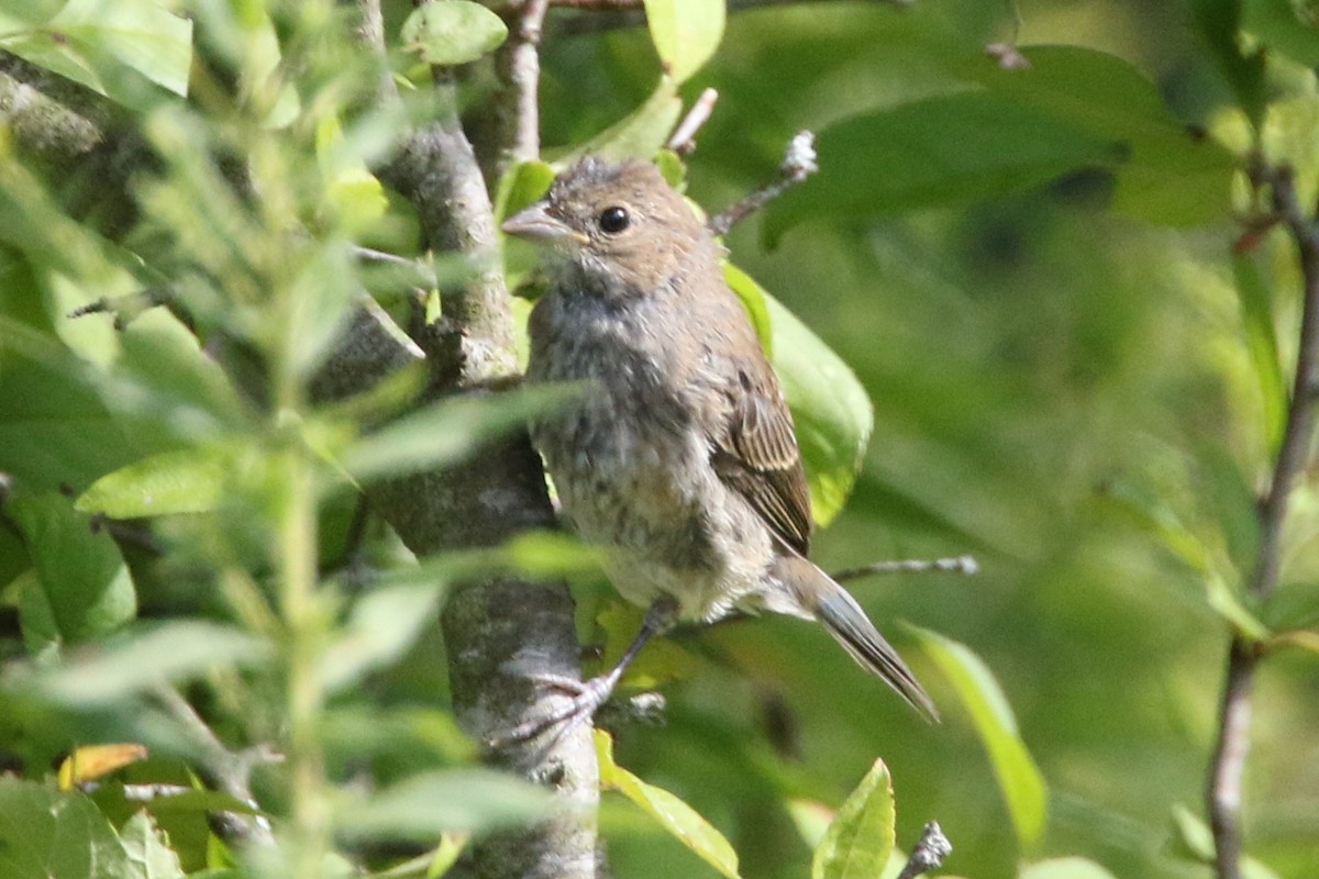 Passerin indigo - ML641350895