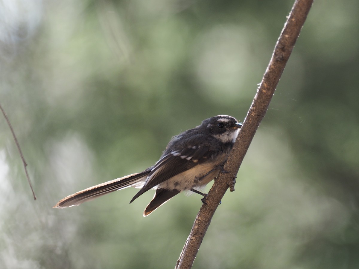 Gray Fantail - ML641350953