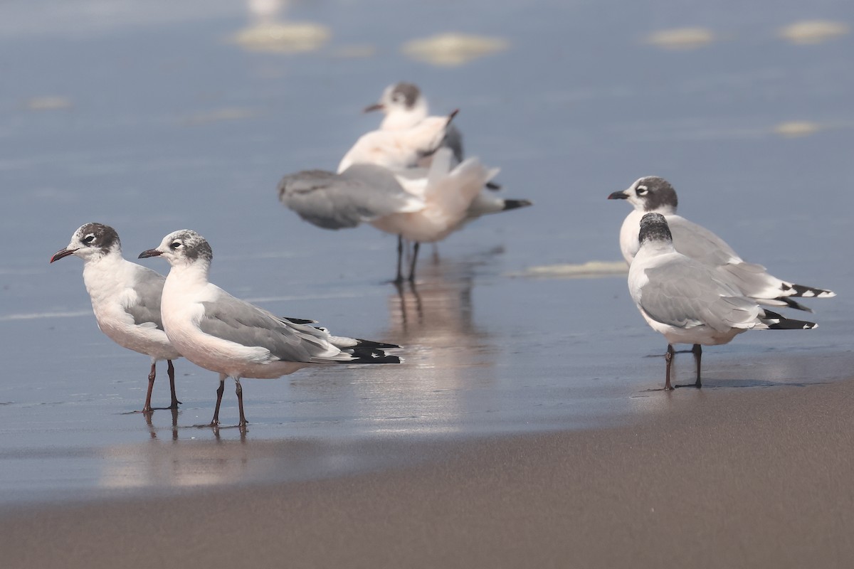 Franklin's Gull - ML641350964