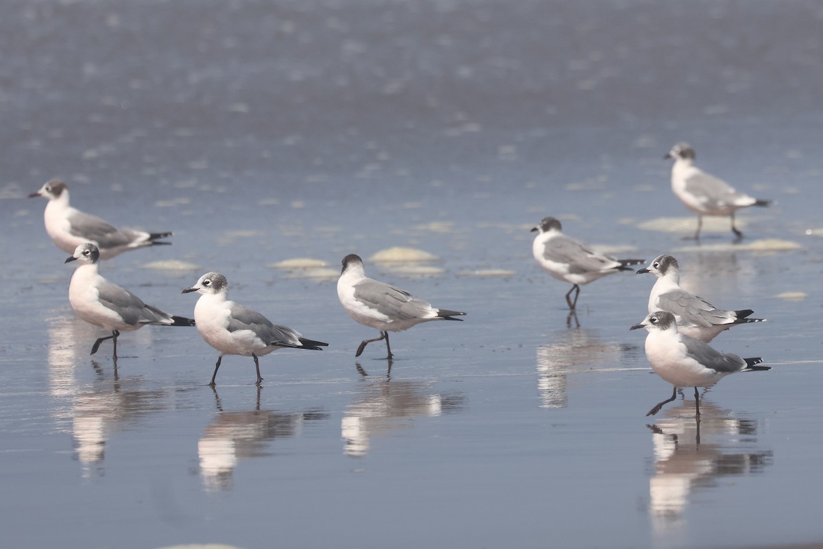 Franklin's Gull - ML641350965