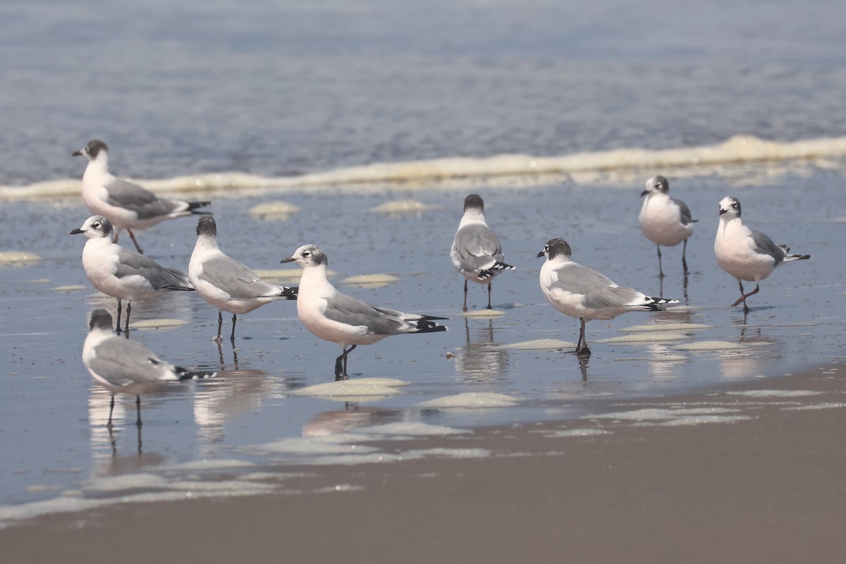 Franklin's Gull - ML641350966