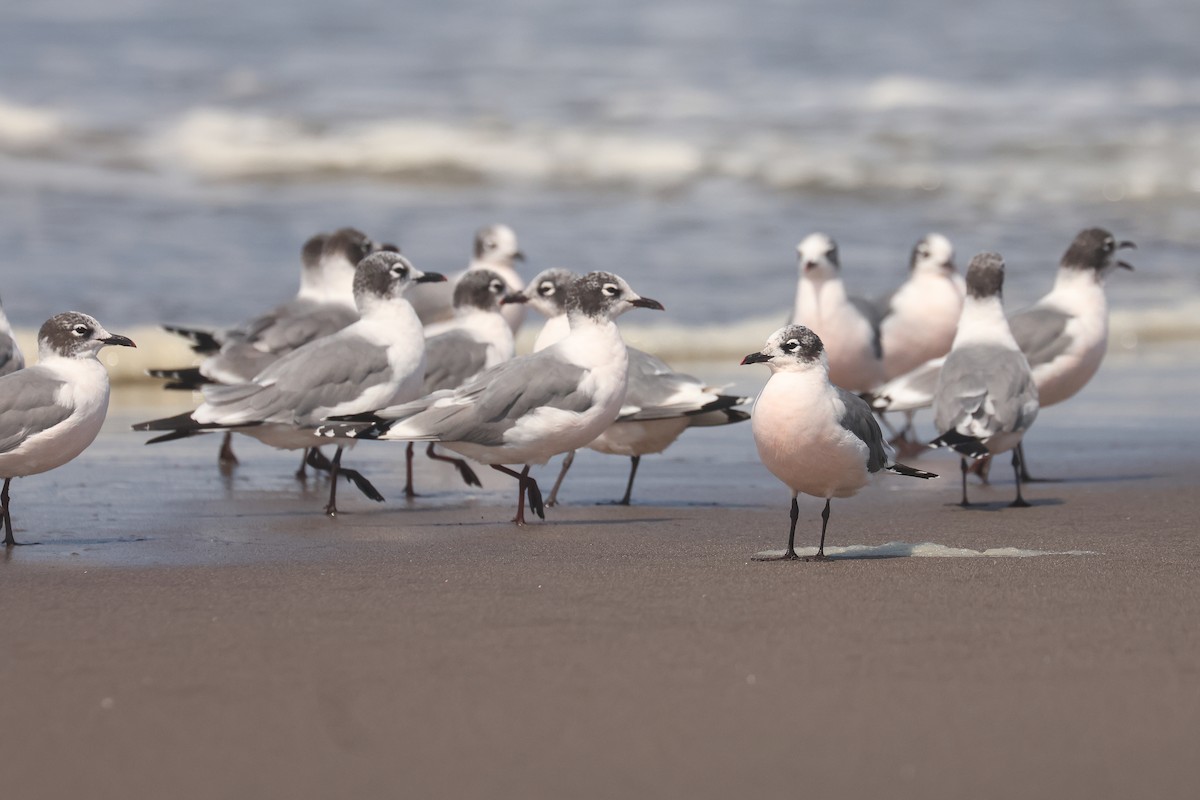 Franklin's Gull - ML641350967