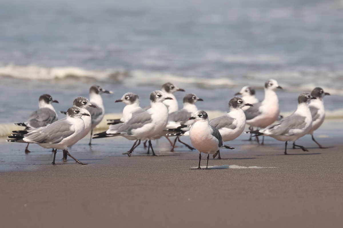 Franklin's Gull - ML641350968