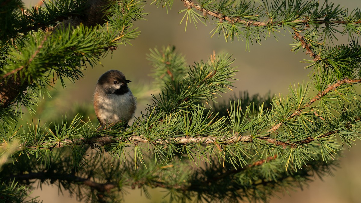 Boreal Chickadee - ML641350998