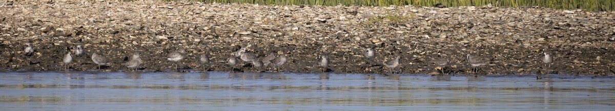 Short-billed Dowitcher - ML641351117