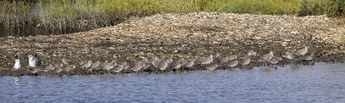 Short-billed Dowitcher - ML641351118