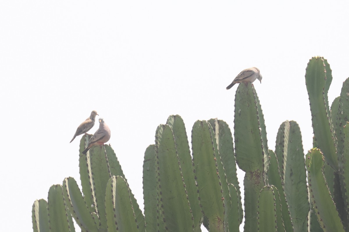 Croaking Ground Dove - ML641351195