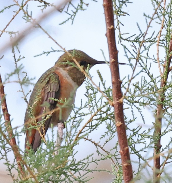 Rufous Hummingbird - ML641351206