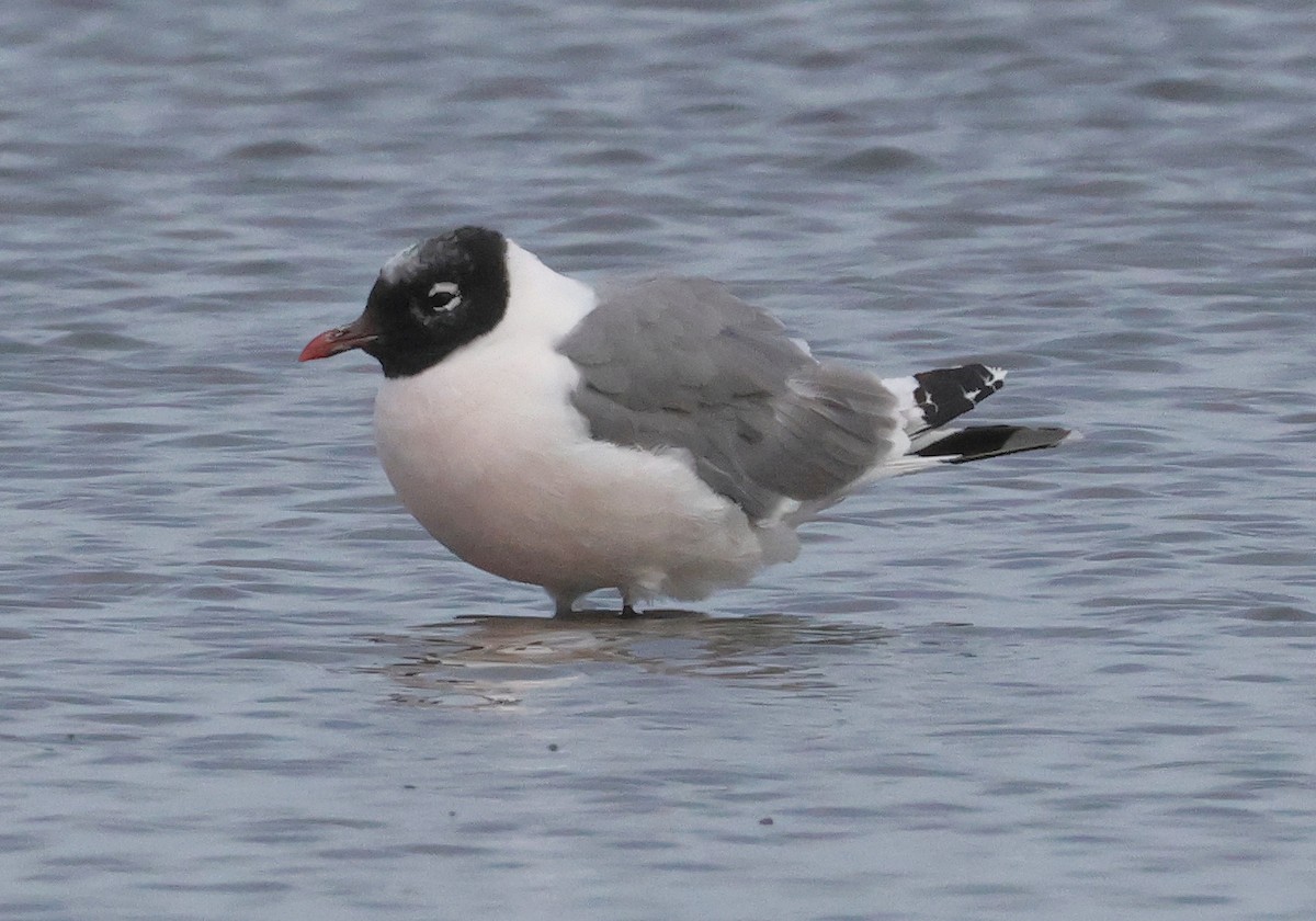 Franklin's Gull - ML641351225