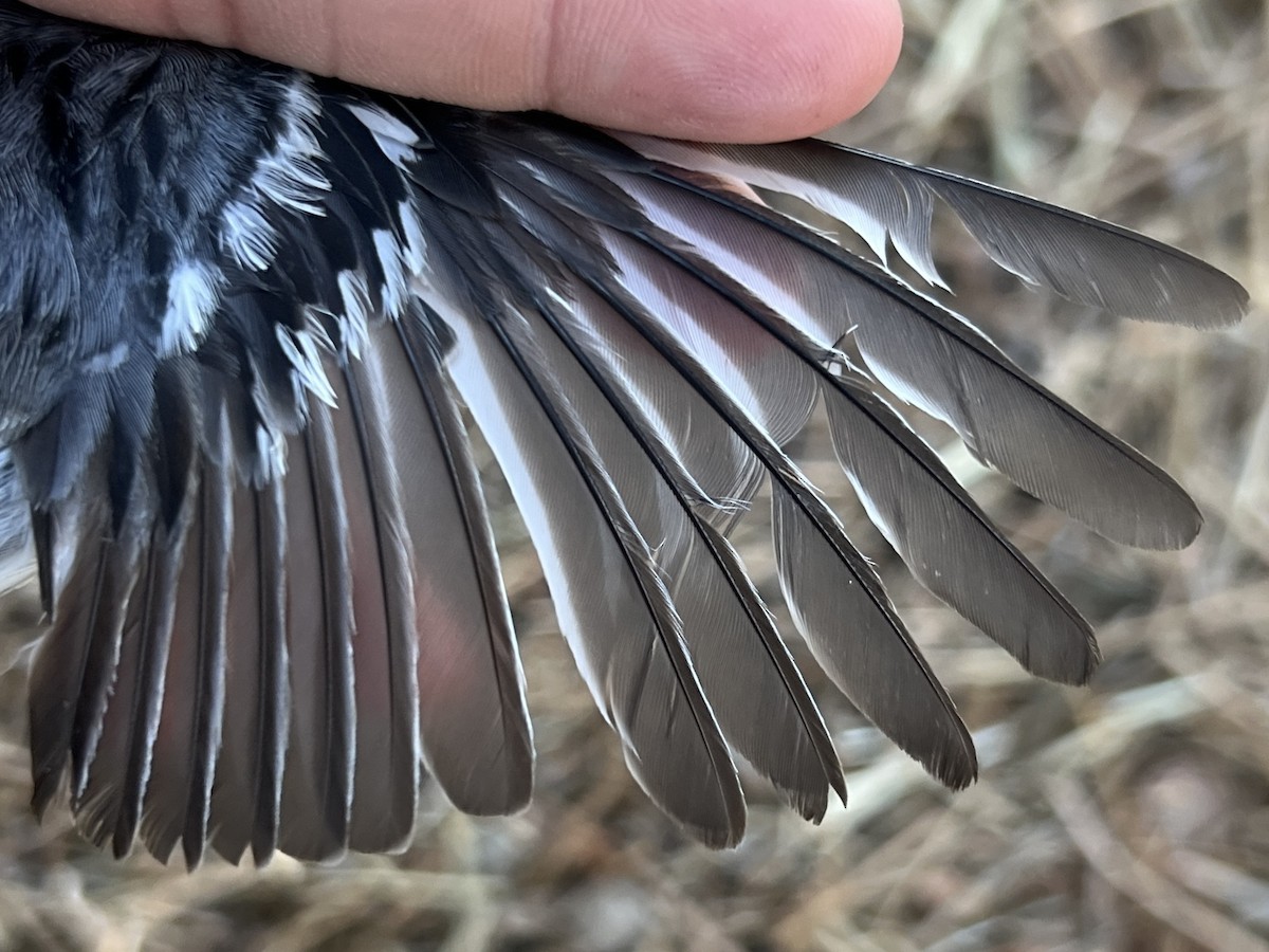 Black-throated Gray Warbler - ML641351229