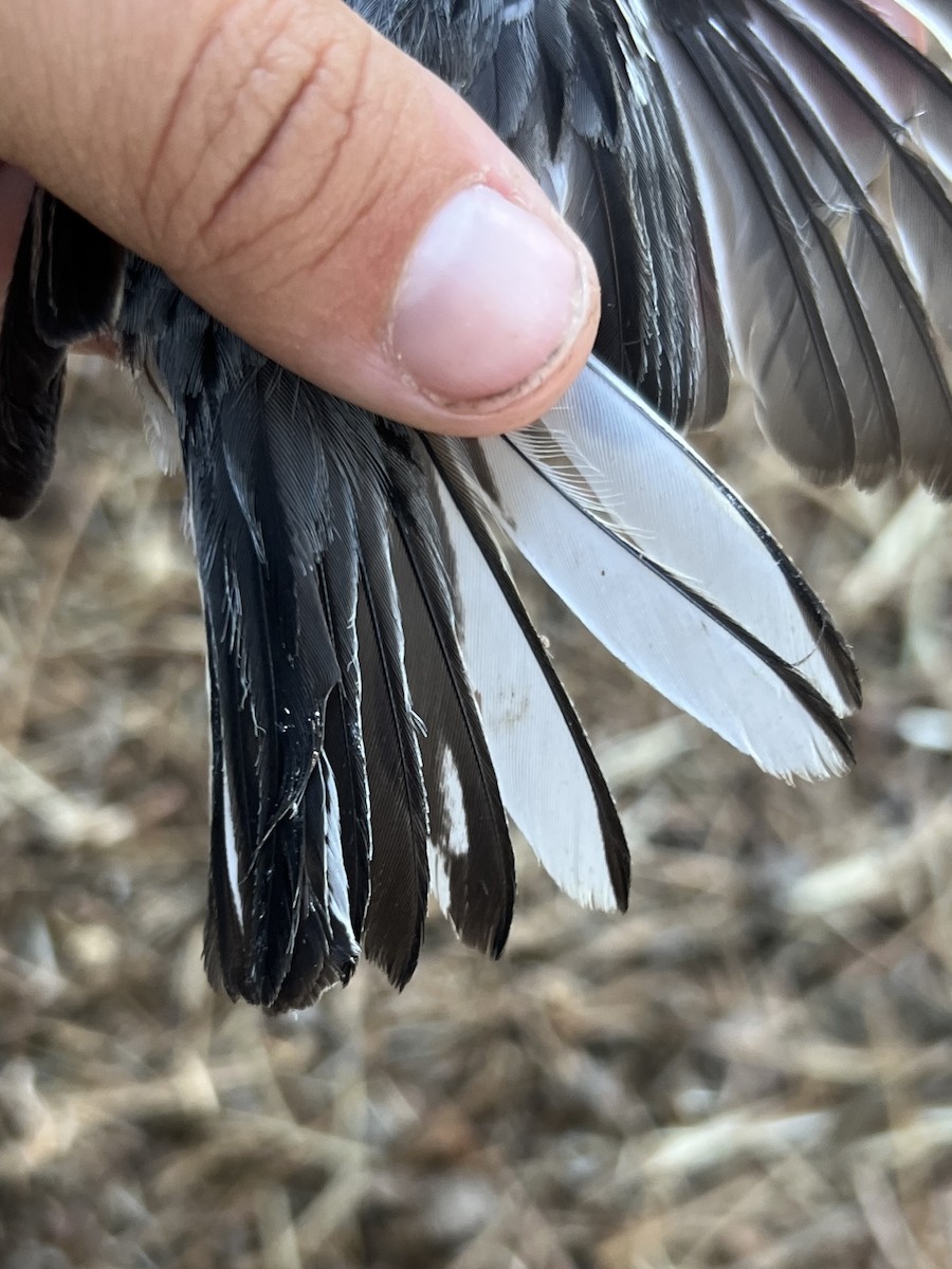 Black-throated Gray Warbler - ML641351230