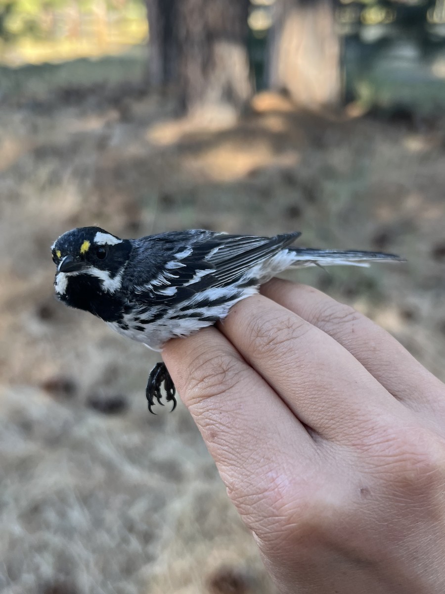 Black-throated Gray Warbler - ML641351231