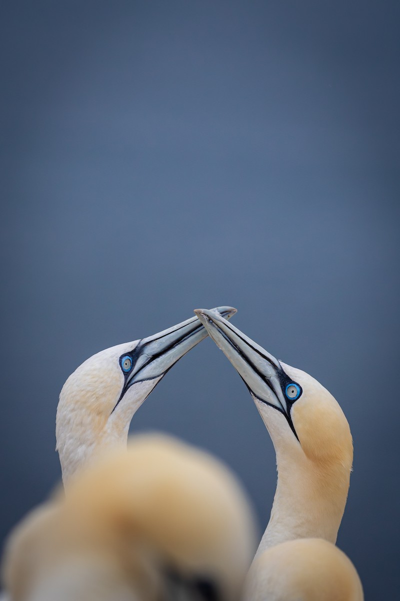 Northern Gannet - ML641351254