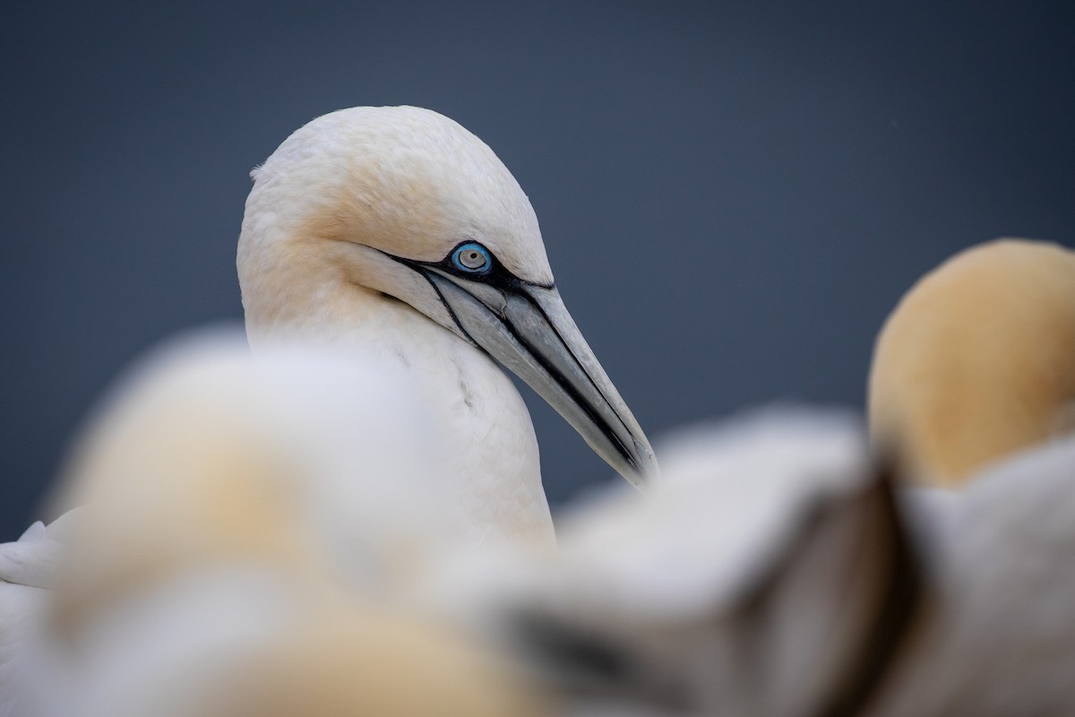 Northern Gannet - ML641351255