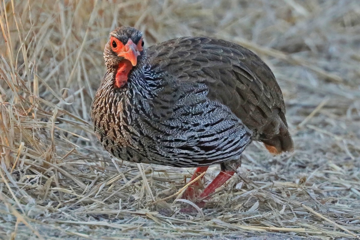 Al Boğazlı Turaç - ML641351260