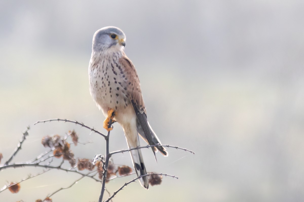 Gheppio - ML641351331