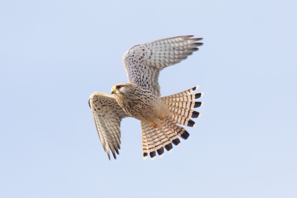 Gheppio - ML641351332