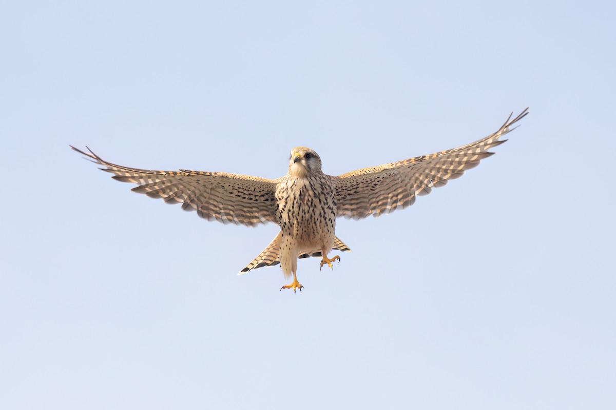 Gheppio - ML641351333