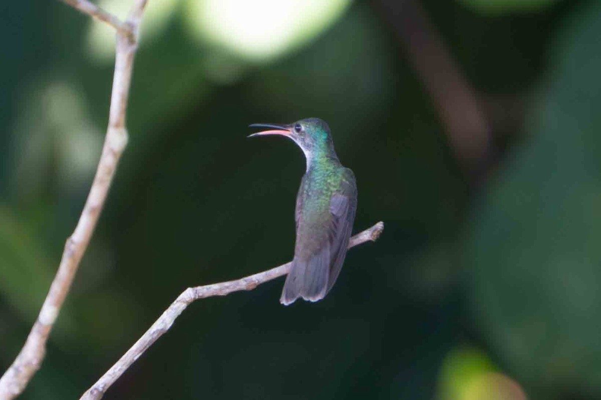 Black-throated Mango - ML641351340