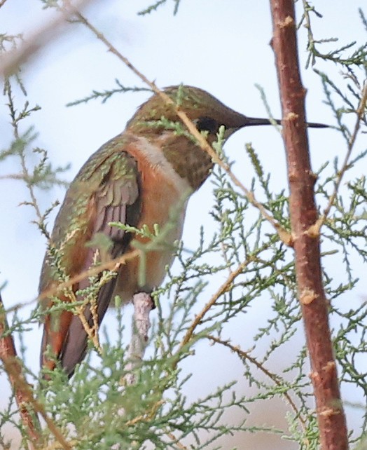Rufous Hummingbird - ML641351356