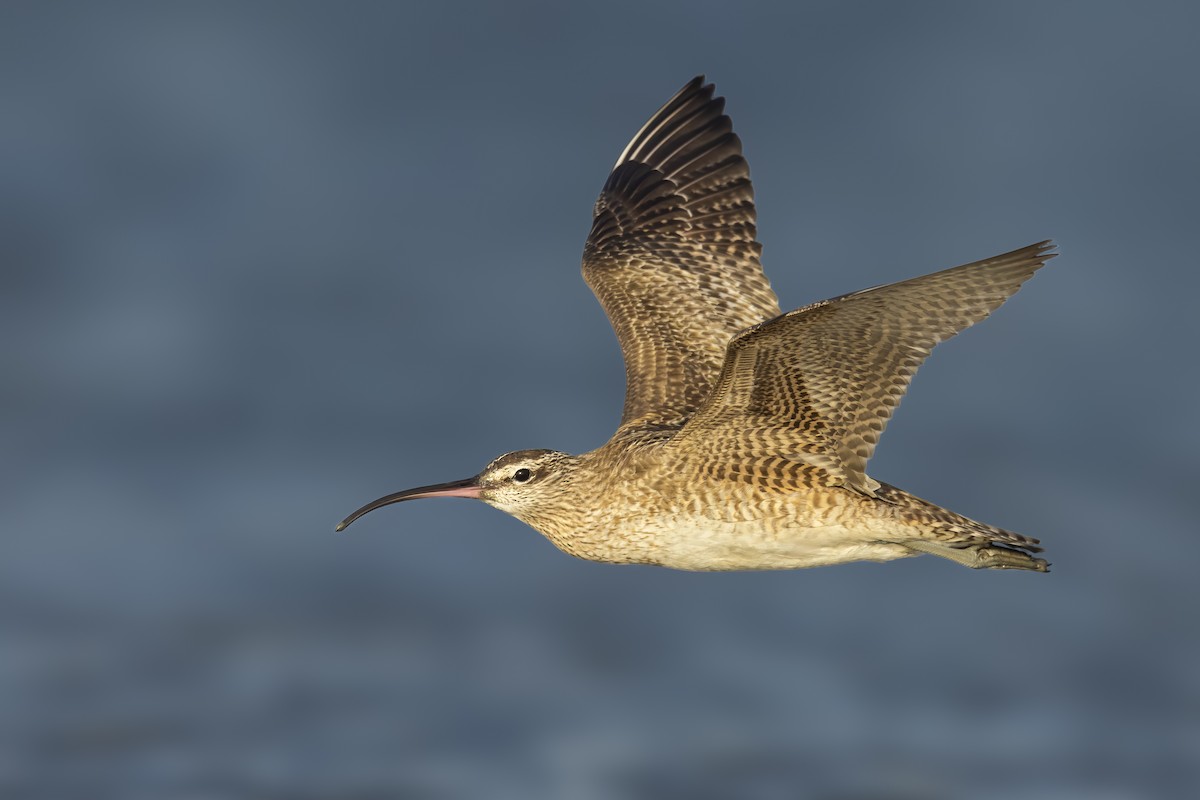 Whimbrel - ML641351381