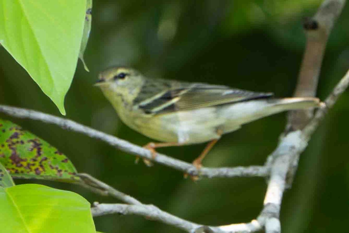 Blackpoll Warbler - ML641351394