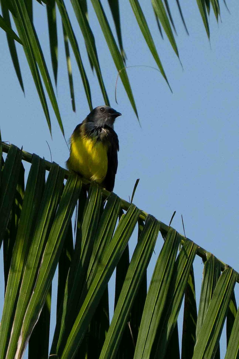 Sulphury Flycatcher - ML641351429