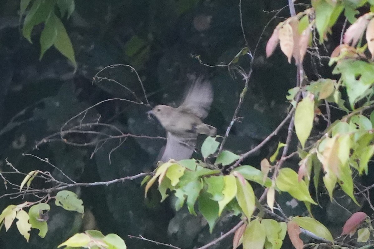 Plain Flowerpecker - ML641351439