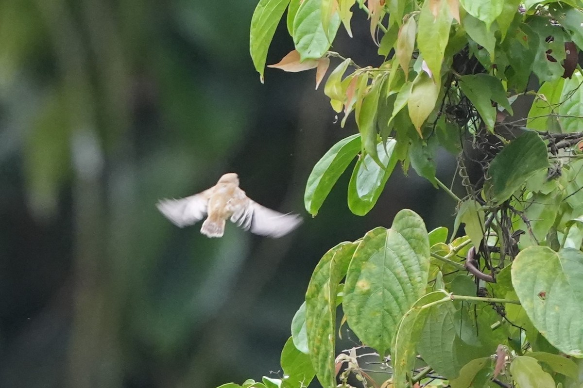 Plain Flowerpecker - ML641351440