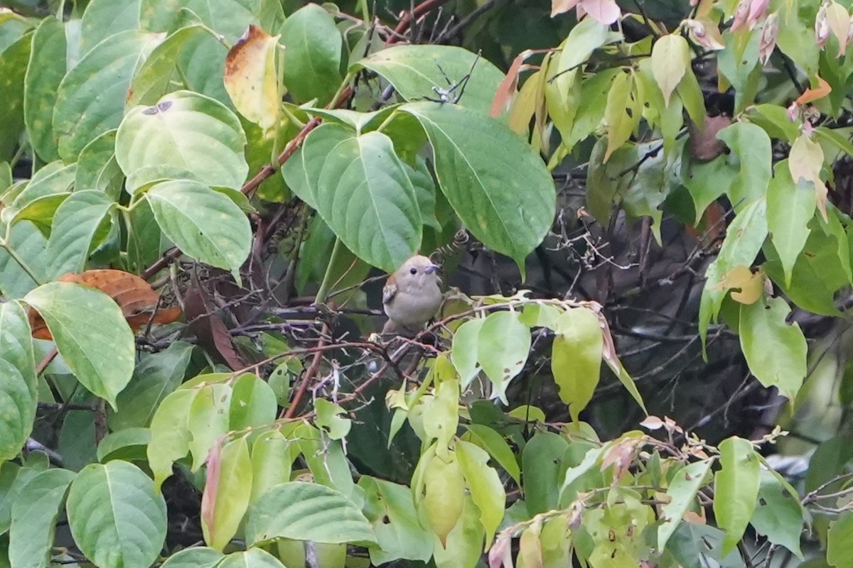 Plain Flowerpecker - ML641351441